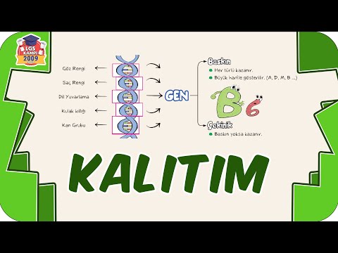 Video: DNA kalıtımla nasıl ilişkilidir?