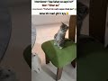 Interview#hamster#cat#cats#shorts#lofi#lofichills#hamstercore7#memes#cute#trending#aesthetic#staus