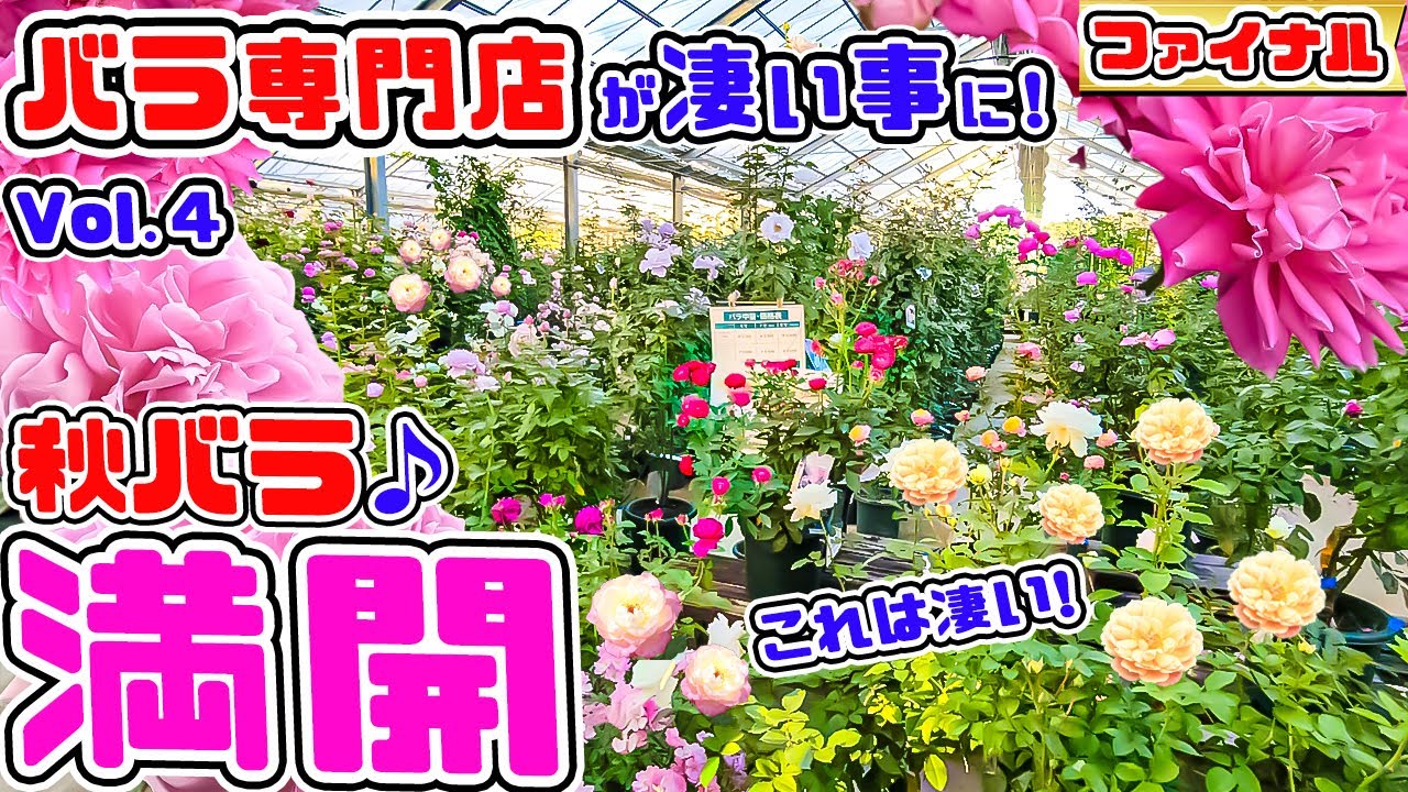秋バラ満開のバラ専門店】が凄い事になっていました! いよいよ