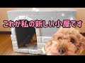 【りんぱぱDIY】トイプードルりんの小屋を作る