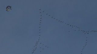 GRUES Cendrées/Migration/25 10 2019/Grus grus ! BRUITX