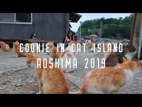 Cat Island Aoshima in Japan 2019