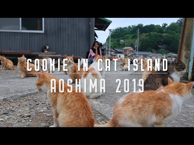 Aoshima (Cat island) - GaijinPot Travel