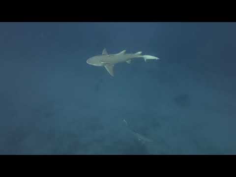 Jupiter Wreck Trek Dive, June 26, 2026 with Jupiter Dive Center