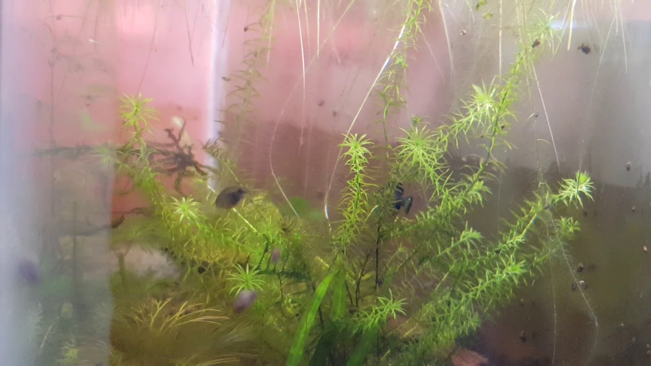 Elassoma Gilberti Spawning - unedited video