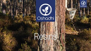 Resins | Essential-Oil-Plant Portrait by Dr. Malte Hozzel