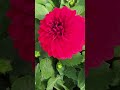 Beautiful Red Dahlia Bloom 🌺 | Nature Short in Korea 🇰🇷