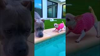 toko chihuahua couldn't handle one bark 😂 #funnyanimal #pets #dog #funnydogs #petscomedy
