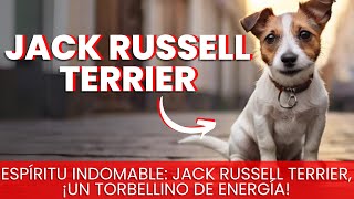 Jack Russell Terrier / Raza de Perro