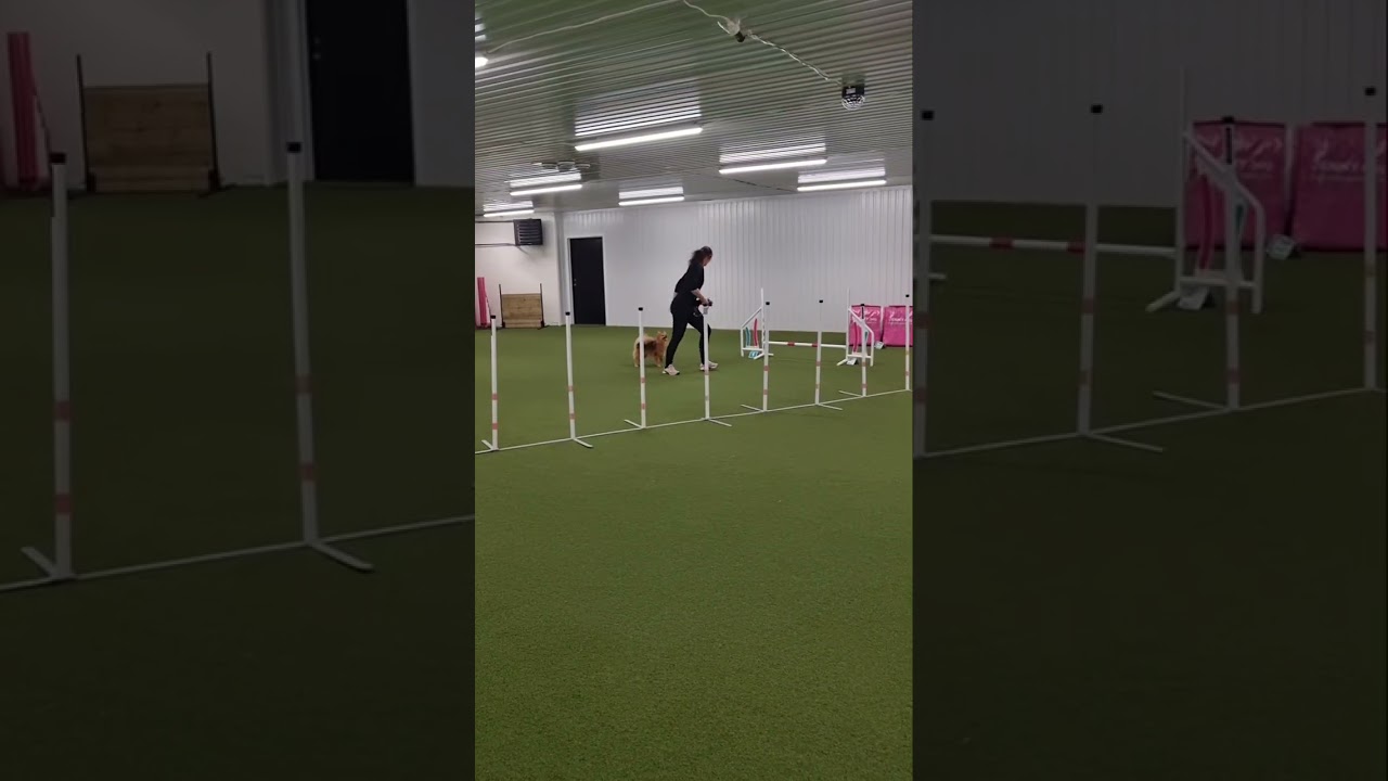 Weja agilityträning 26 februari 2026 