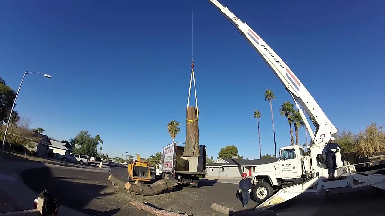 Tree Removal ( Pine ) 12 22 17 Hayward Tree - YouTube