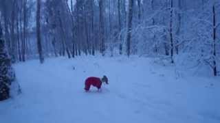 Уиппет Джуля носится по первому снегу. 25.11.2015