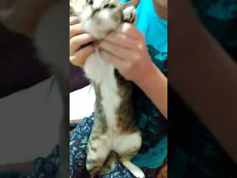 Piuzinha dançando