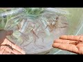 Tangkap IKAN cantik dan UDANG lucu dengan perangkap botol minuman.