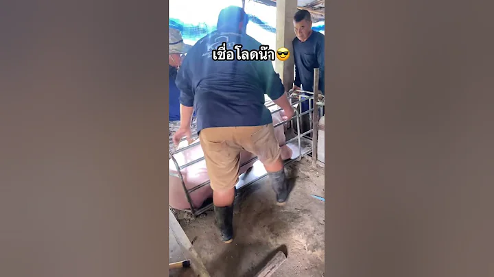 pigs loading continue #pig #pigfeed #pigbreeding #farmers #farming #hogger #pigfarming