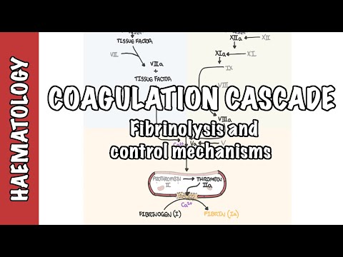 કોગ્યુલેશન કાસ્કેડ અને ફાઈબ્રિનોલિસિસ - ગંઠાઈ જવાના પરિબળો, નિયમન અને નિયંત્રણ પદ્ધતિ