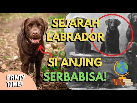 Video: Nama-nama Retriever Labrador Paling Popular