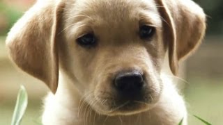 Quill: The Life of a Guide Dog (2004) - Official Trailer