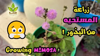 زراعة المستحية من البذور في المنزل  |  Growing Mimosa pudica from seeds at home