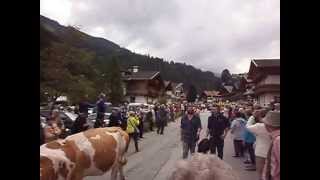 Almabtrieb Auffach 2015
