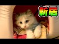 おウチが嫌いなラグドール 生後2ヵ月の子猫