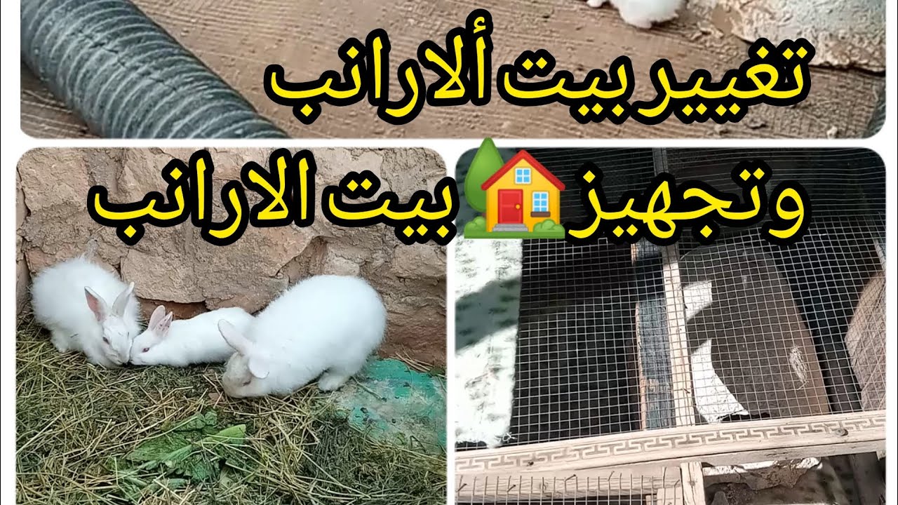 طريقه عمل وتجهيز بيت الولاده لل الارانب