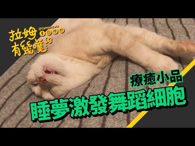 ►拉姆有幾噗◄ 貓皇大崩壞 睡覺竟夢到自己在？┃Cat wanna dance ♡