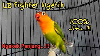 Pancingan Lovebird Fighter Ngetik Ngekek, LB Ngekek Panjang Untuk Pancingan Lovebirds Paud PART 16