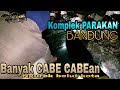 Ngurek belut kota (KOMPLEK PARAKAN) Banyak Cabe Cabean