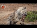 Spotted hyena on cape buffalo carcass in addo elephant national park