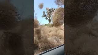 Tumbleweed Mayhem Imagine Seeing This On The Drive Home 