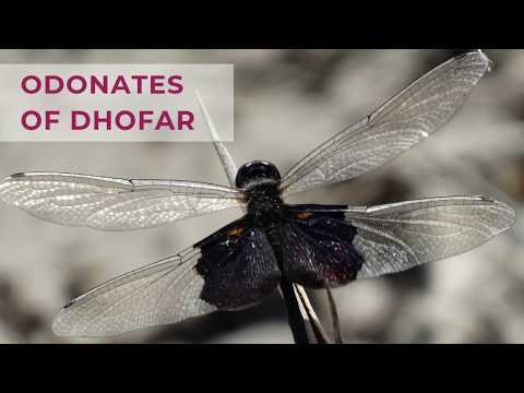 Odonates of Dhofar | Threatened Taxa