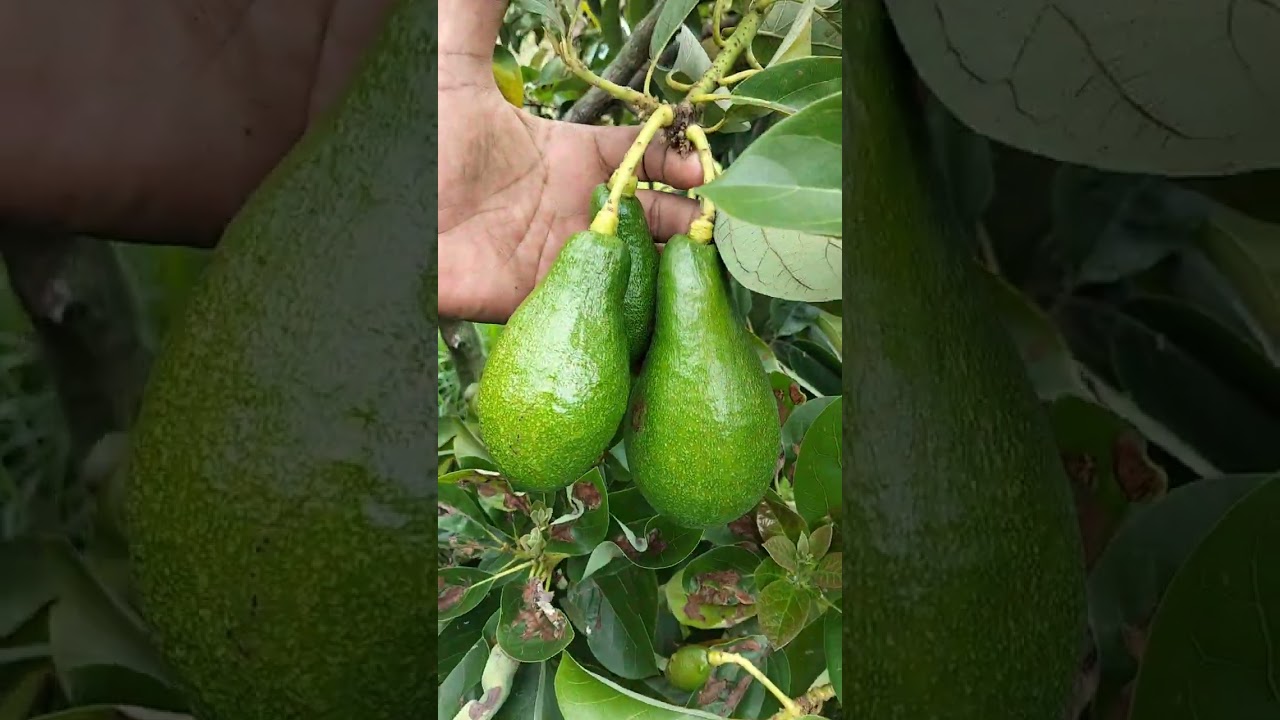 Alpukat Beoty ... Cepat Berbuah  &  buanyak buahnya ...  alias genjah sekali ... citarasa premium