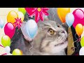cat🥰可愛い❤メロメロなりますねぃ❤癒やされますねぃ🐈 cute cat relaxing video 🐈⬛It's cute and soothing.Healing of the soul