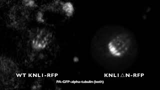 KNL1 N-terminal truncation mutant has hyper-stable microtubule attachments