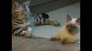 Download lagu çç米米ç¡å¨å°ä¸