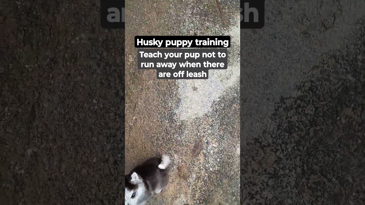 #huskytraining