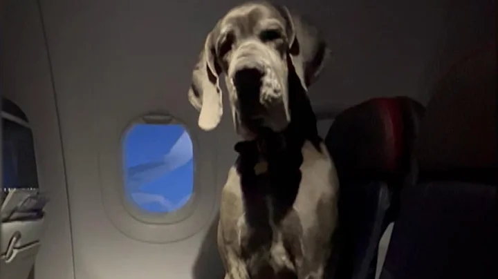 Plane Passenger Brings His Great Dane Service Dog on Flight - DayDayNews