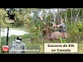 Cacería de Ciervo Elk en Canadá con rifle para Grandes Trofeos