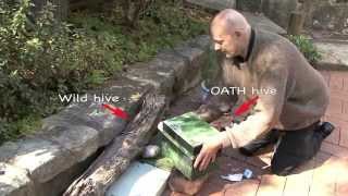 Wild Bees move into a man-made Hive - Eduction 1