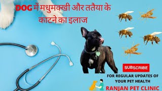 bee 🐝 or tataiya(wasp) sting  to dogs - treatment & care
