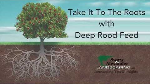 Deep Root Fertilization in Newburyport | Swazy & Alexander Landscaping #LandscapingTips #RootCare