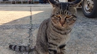 何か喋っている野良猫