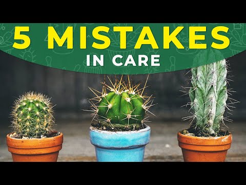 5 Common Mistakes In Cactus Care Golectures Online Lectures