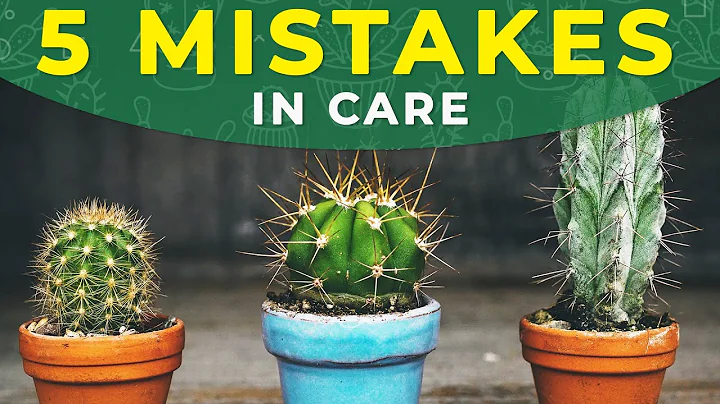 5 COMMON MISTAKES IN CACTUS CARE - DayDayNews
