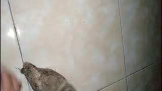 Suara burung Hantu Celepuk, cocok untuk Pancingan dan Pikat Burhan Dewasa