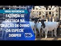 Fazenda se destaca na criação de ovino da espécie Dorper | Painel