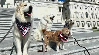 Therapy dogs for government workers on Capitol Hill