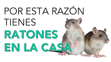 ¿Son inofensivos los ratones en casa?