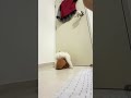 Pupp Love #shorts #pets #love #usa #viral #trending #youtubeshorts #viralvideo #shortvideo #dog